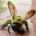 CARPENTER BEES