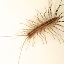 CENTIPEDES