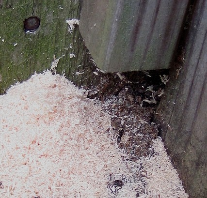 Carpenter Bee Bore Hole