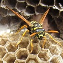 WASPS