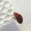 BED BUGS