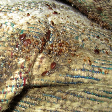 Bed bugs