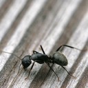 CARPENTER ANTS