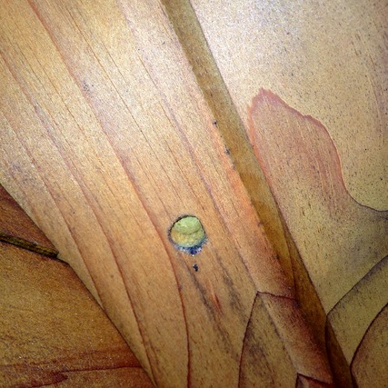 Carpenter Bee Bore Hole