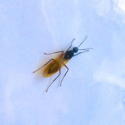 Ants