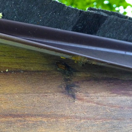 Carpenter Bee Bore Hole
