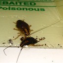 COCKROACHES