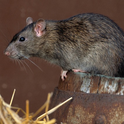 Norway Rat